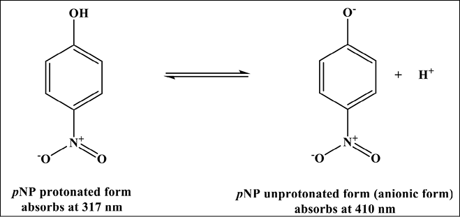 p nitrophenyl phosphate hydrolysis to p nitrophenol