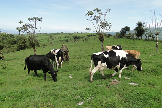 Vacas en pastizal